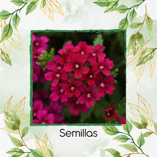 100 Semillas De Flor Verbena Pequeña + Obsequio Germinación