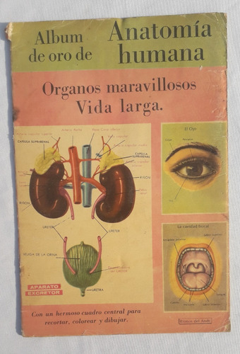 Album De Figurita Antiguo * Anatomia Humana * Organos Ritmo