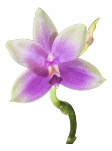 Orquídea Phalaenopsis Espécie Belina X Violácea Adulta