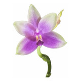 Orquídea Phalaenopsis Espécie Belina X Violácea Adulta