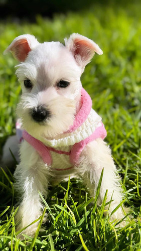 Cachorros Schnauzer Blancos