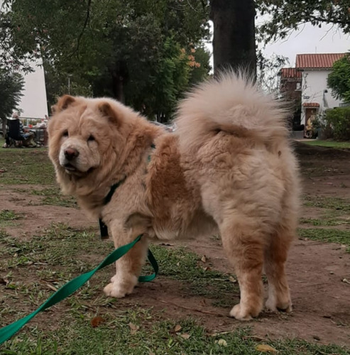 Chow Chow Macho Con Fca Para Sevicio En Capital Federal 