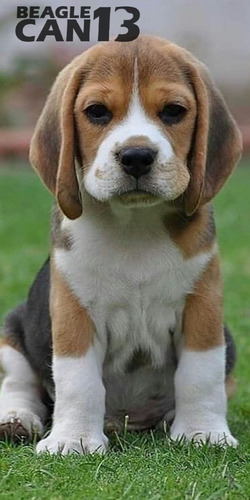 Cachorro Beagle 30