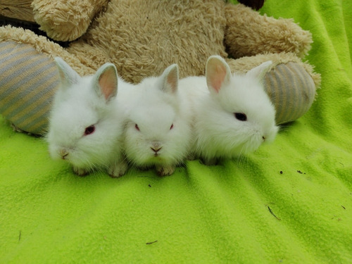 Conejos Cabeza De León Por Angora