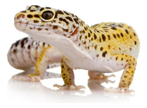 Gecko Leopardo Variedad De Fases