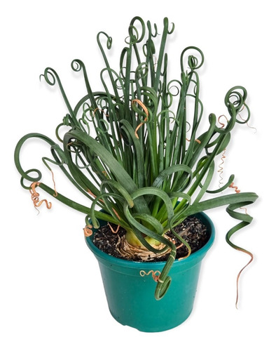 Suculenta Albuca Spiralis Planta Rara Facil De Cultivar Top 