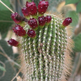 10 Semillas De Cactus Neobuxbaumia Tetetzo -  Tetetzo C1392