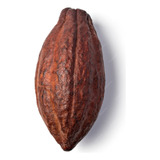 Árbol De Cacao Chocolate To'ak, ( Mas Caro Del Mundo )