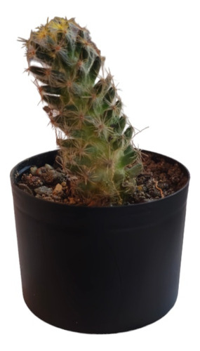 Erizo Hembra Cactus Suculentas + Regalo