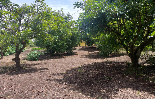 Finca Sub Urbana Vereda Alto Del Mercado-marinilla - Imagen 4