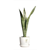 Planta Sansevieria + Maceta 