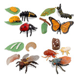 Toymany 16pcs Figuras De Insectos Ciclo De Vida De Mari...