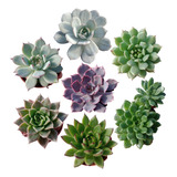  Suculentas  X 50 - [echeveria] - Ideal Para Souvenirs