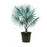 Palmeira Azul ( Muda ) 30 A 70 Cm