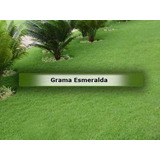 Sementes De Grama Esmeralda 1k