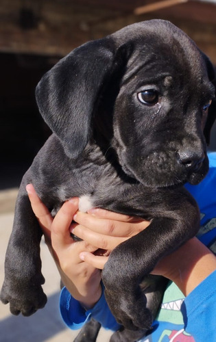 Cachorros Cane Corso