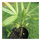 Rhapis Excelsa Variegada   (planta De Colección)