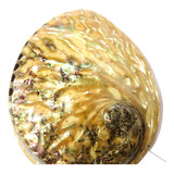 Concha De Abalone Natural Polida 15cm 120g Ótima Qualidade