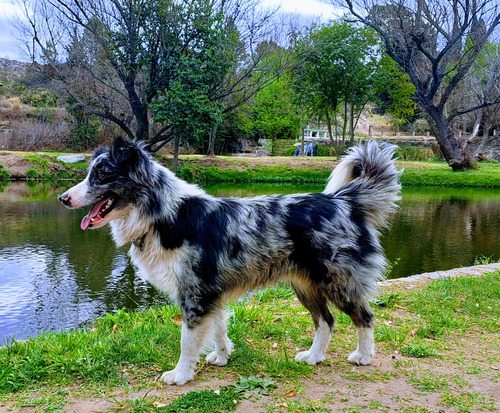 Border Collie Blue Merle Adulto Joven 