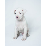 Cachorro Dogo Argentino 006