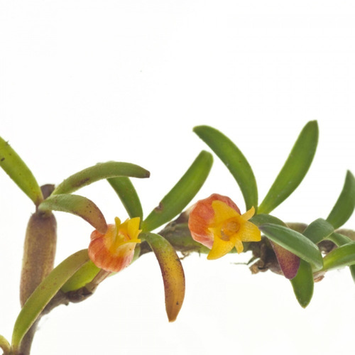 Micro Orquideas - Mediocalcar Decoratum Adulta  Ver Fotos