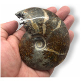 Wow Hermoso Fósil Amonita Encontrada En China