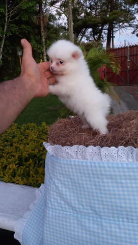 Pomerania Mini Cachorro Blanco Disponible Medellín Bogotá 