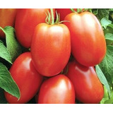 Semillas De Tomate Perita Ideal Huerta Maceta Cultivo