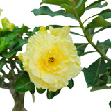 Muda Enxertada Rosa Do Deserto Adenium Amarela Bridal Bouque