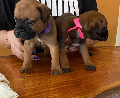 Cachorros  Bullmastiff Listo Para Entregar 18/04/2024