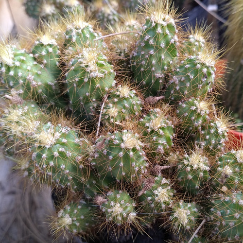 Cactus Cereus Peruvianus Monstruoso