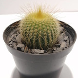 Hermosos Cactus De Diferentes Especies En Matera De 7 Cm