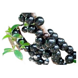 Jabuticaba Híbrida - Variedade Precoce