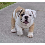 Perros Cachorros Bulldog Inglés Bull Dog Ingles Perritos 