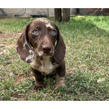 Dachshund Mini Cordoba Capital Exótico