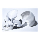 Cráneo Anatómico 3d - Tamaño Real - Human Calavera - Premium