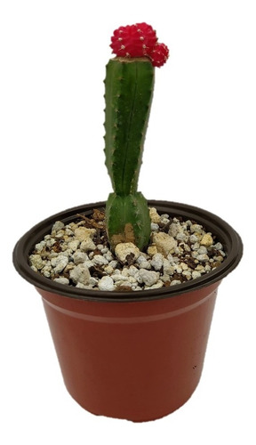 Cactus Injerto Cactácea Suculenta Raro Exótico Gymnocalycium