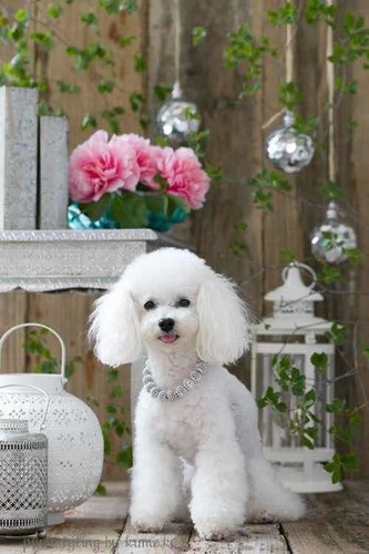Poodle Toy Hembras Hermosa