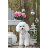 Poodle Toy Hembras Hermosa