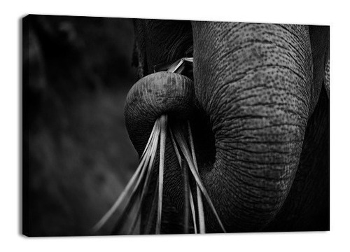 Cuadro Decorativo Animales Canvas Lienzo Elefante Roaming