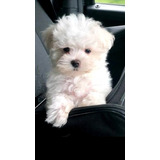 Bichon Maltés Cachorros Super Calidad