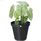 Vaso Grande Rattan 36l Preto Decorativo Plantas Sala Varanda