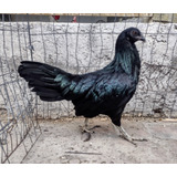 Gallina Sumatra Game 