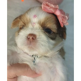 Linda Filhote De Shih Tzu Em Até 12x Sem Juros