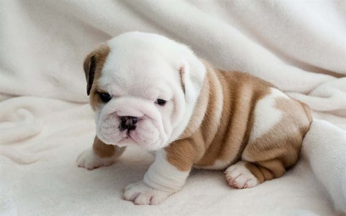 Cachorros Bulldog Ingles Perros En Venta Dosquebradas