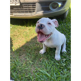 Cachorro American Bully