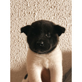 Akitas Americanos -hembras -wt974300544