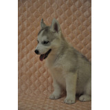 Descollante Husky Criadero Mascotas Saint Daniel 7