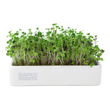 Kit Orgánico Cultivar Microgreens Maceta De Cerámica