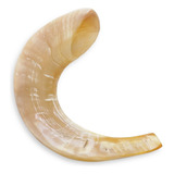 Shofar De Carnero De 17 A 27 Cm Aproximado Se1